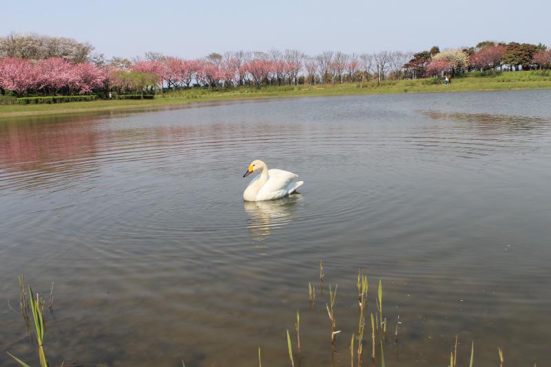 八重桜が美しい拳湖をゆうゆうと泳ぐ白鳥