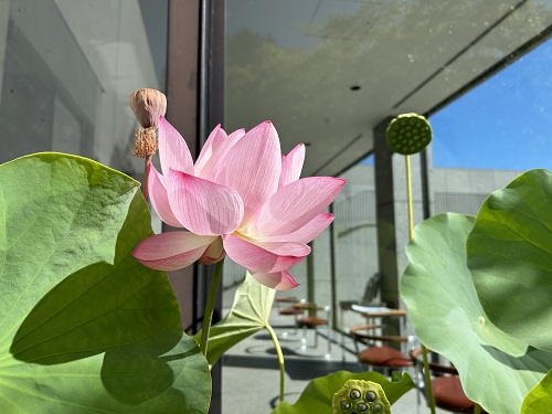 中尊寺ハスの花咲く - 美術品